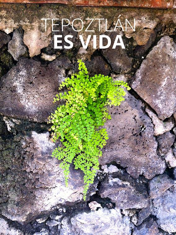 Inmobiliaria_en_Tepoztlan_Morelos_Mexico_Bienes_raices_Casa_en_venta_vista_cerros_de_lujo_con_alberca_Tepoztlan_1