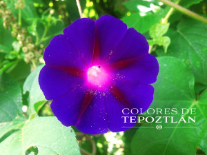 Flor_Batata_Camote_tepoztlan_casas_renta_venta_bines_raices_flora_tepozteca_silvestre_naturaleza