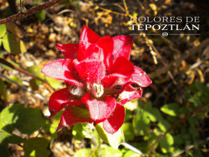 tepoztlan_casas_renta_venta_bines_raices_flora_tepozteca_silvestre_naturaleza_1