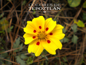 tepoztlan_casas_renta_venta_bines_raices_flora_tepozteca_silvestre_naturaleza_2